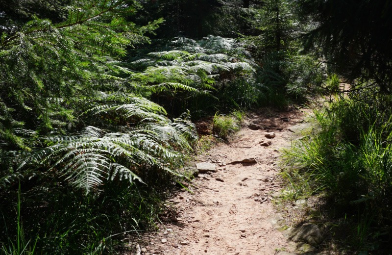 waldweg-ausschnitt
